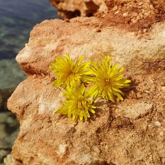 Эллада Марияди, Севастополь