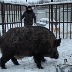 Саня Гасанлы, 31 год