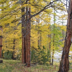 Юлия Сморгон, 42 года, Дивногорск