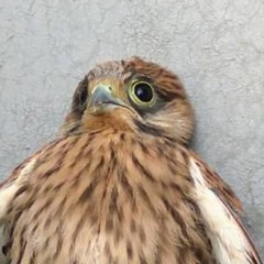 Владимир Худоногов, Красноярск