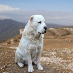 Евгений Савельев