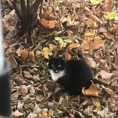 Мяу Кошка, Санкт-Петербург