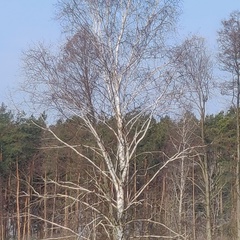 Любовь Коноплева, Николаев