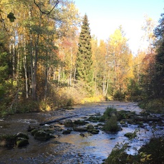 Роман Лобанов, Колтуши