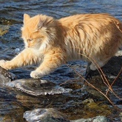 Юрий Кочкарь, Санкт-Петербург