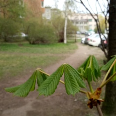 Александр Новгородцев