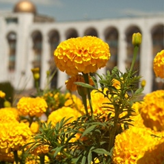 Эльнура Сагынова, Токмок