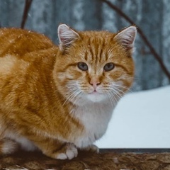 Альфред Забродин, 27 лет, Астана