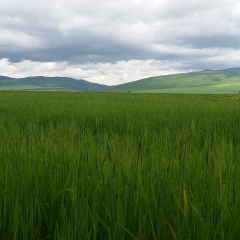 Nihat Sukurov, Баку