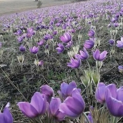 Алена Пановицына, Санкт-Петербург