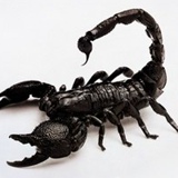 Scorpion Noirscorpion, 37 лет, Alger