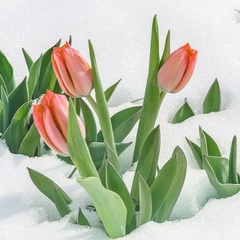 Марина Алисова