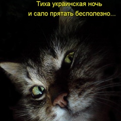 Влад Влад, Мурманск