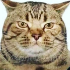 Оксана Коэльйо, Черкассы