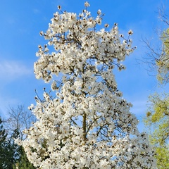 Мария Давыдова, 42 года, Sigtuna