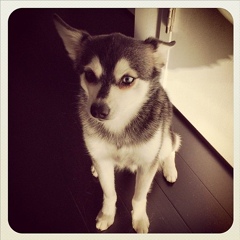 Fox Maslow