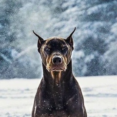 Вадим Янчицкий, Хмельницкий