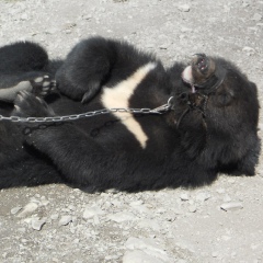 Ян Гавлович, Астрахань