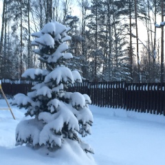 Флора Вересова, Санкт-Петербург