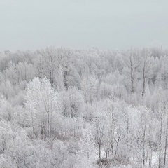 Максим Максим, Санкт-Петербург