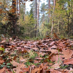 Informazia Otsutstvuet, Winsen (Luhe)