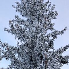 Вероника Стрельчук, Омск