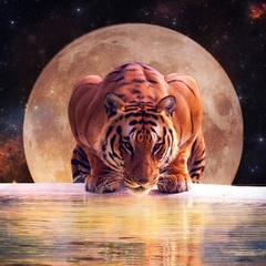 Tiger Space, Владимир