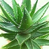 Aloe Vera, 38 лет, Астана