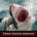 Группа Самые-Опасные-Животные, 123 года, Санкт-Петербург