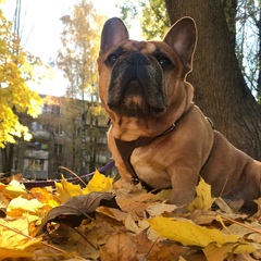 Ульяна Шадик, Москва