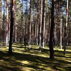 Александр Добровольский, Санкт-Петербург