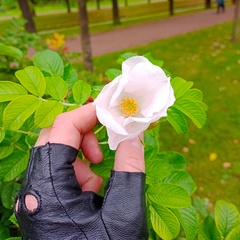 Анастасия Синчихина, Санкт-Петербург