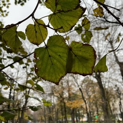 Olivia Photo, Москва