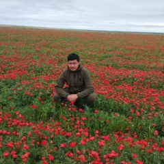 Жайлау Сихым, Тараз