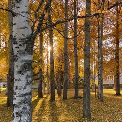 Yulia Hochwald, Rovaniemi