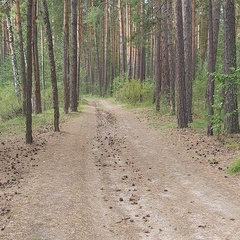 Наталья Гайворонская, Новосибирск