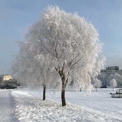 Во Криволапов, Chonburi