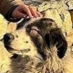 Кане Корсо, 42 года, Санкт-Петербург