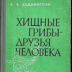 Константин Павлов, Санкт-Петербург