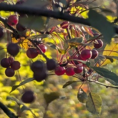 Марианна Лимонова